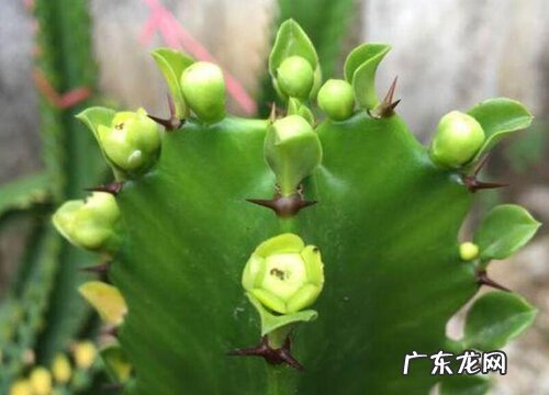 龙骨养多久才能开花 养几年开一次花