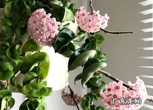 球兰养多久才能开花 什么时候能开花