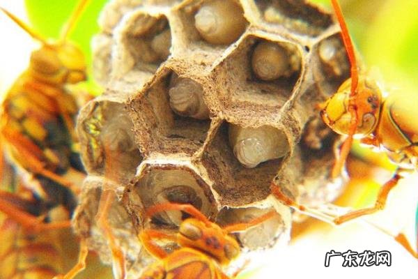 社会性昆虫有哪些,分别介绍蚂蚁、蜜蜂、白蚁和黄蜂