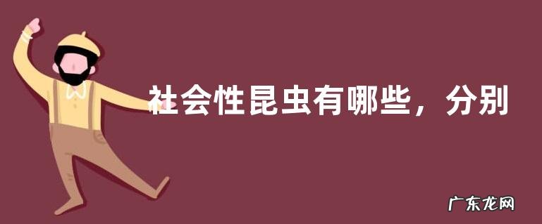 社会性昆虫有哪些,分别介绍蚂蚁、蜜蜂、白蚁和黄蜂