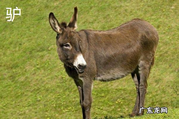 骡子和马驴的区别,外形、体型均不同
