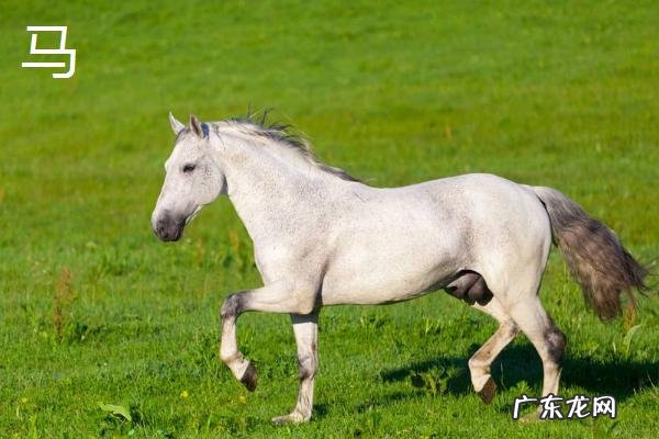 骡子和马驴的区别,外形、体型均不同