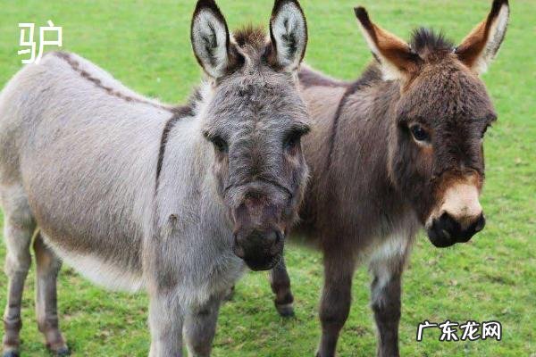 骡子和马驴的区别,外形、体型均不同