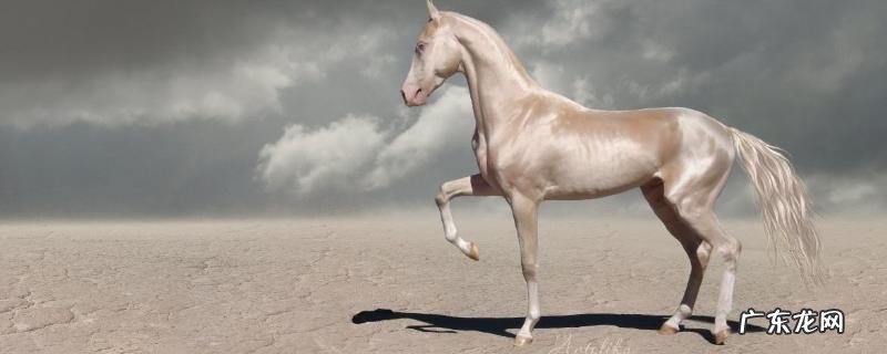 骡子和马驴的区别,外形、体型均不同