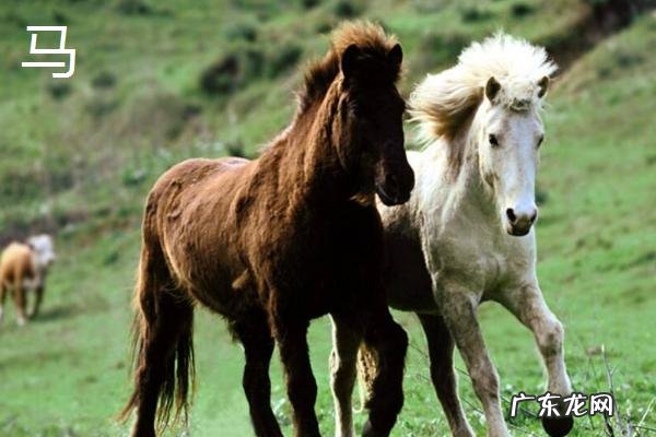 骡子和马驴的区别,外形、体型均不同