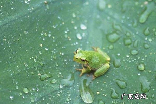 青蛙的资料有哪些,青蛙如何繁殖发育
