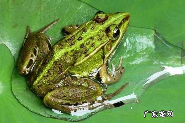 青蛙的资料有哪些,青蛙如何繁殖发育