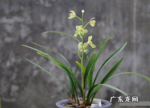 建兰什么时候换盆最好 换盆时间和方法