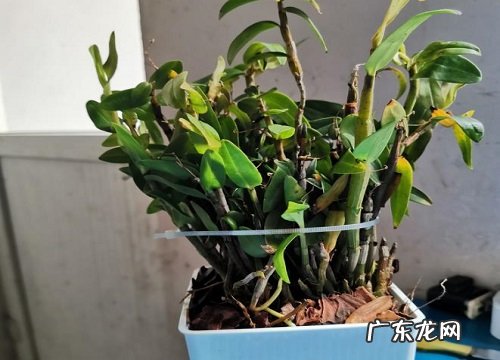 补救方法 石斛黄叶是怎么回事 叶子发黄还能救活吗