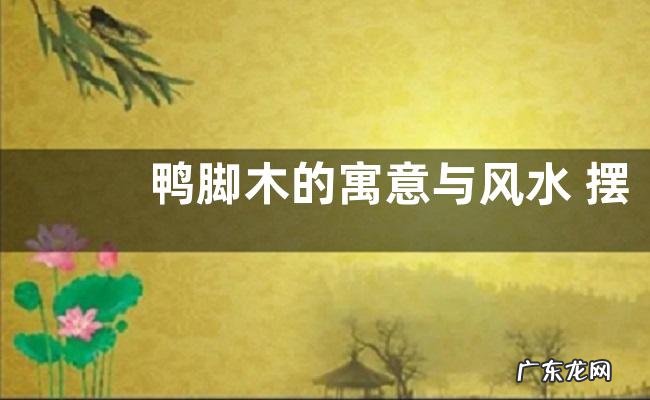 鸭脚木的寓意与风水 摆放风水与禁忌