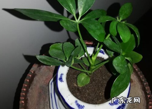 鸭脚木的寓意与风水 摆放风水与禁忌