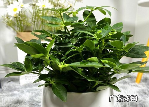 鸭脚木的寓意与风水 摆放风水与禁忌