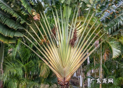 旅人蕉的寓意与风水 摆放家里风水好吗