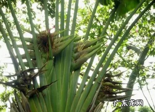 旅人蕉的寓意与风水 摆放家里风水好吗