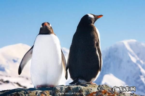 企鹅是哺乳动物吗，有哪些种类