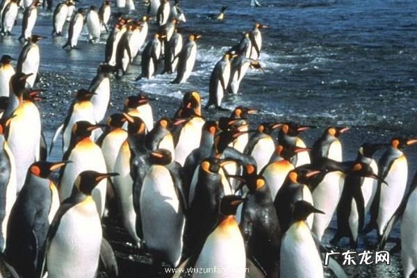 企鹅是哺乳动物吗，有哪些种类