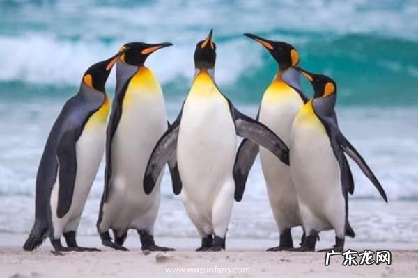 企鹅是哺乳动物吗，有哪些种类