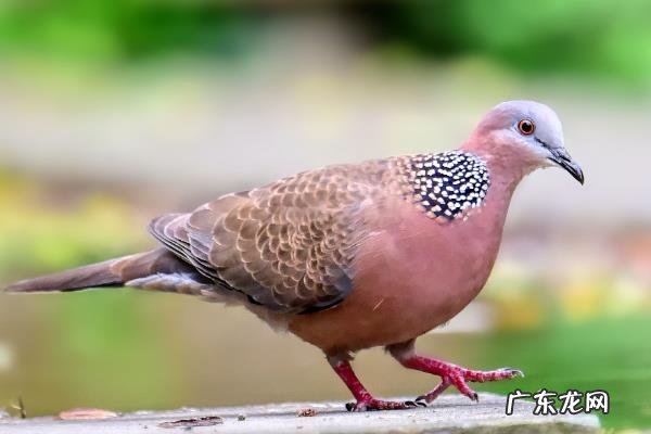 斑鸠吃什么,有哪些品种