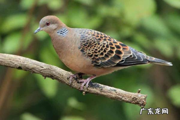 斑鸠吃什么,有哪些品种