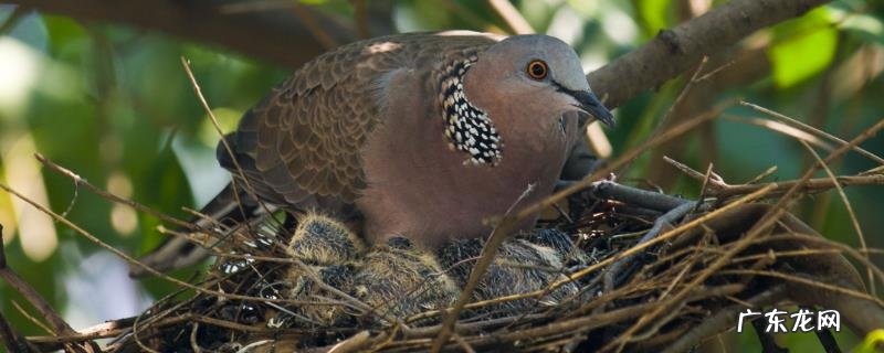 斑鸠吃什么,有哪些品种
