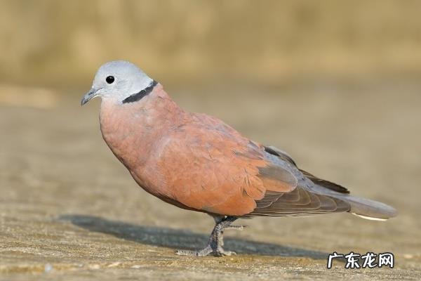 斑鸠吃什么,有哪些品种