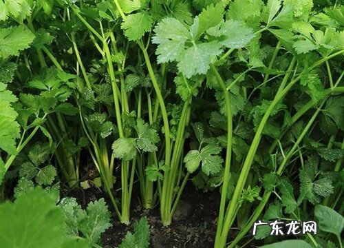芹菜是植物吗 属于伞形科植物
