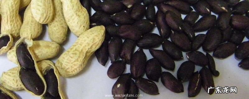 黑花生产地在什么地方,有什么价值