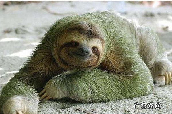 树懒是什么动物,有哪些特征,主要分布在哪里