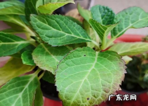 绣球花不开花怎么办