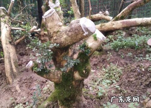 野生黄杨木是国家保护植物吗