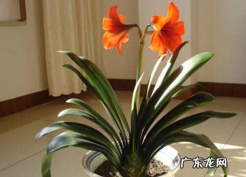 大头兰一年开几次花