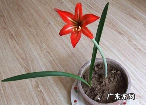 大头兰一年开几次花