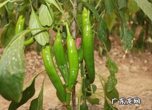 辣椒是植物吗 属于什么类植物