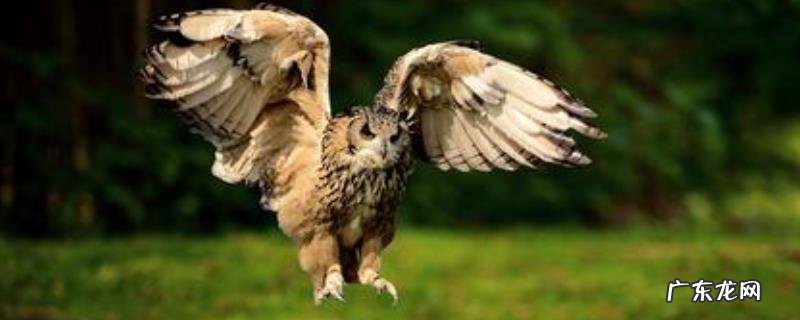 猫头鹰吃什么，有哪些特征