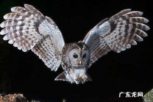 猫头鹰吃什么，有哪些特征