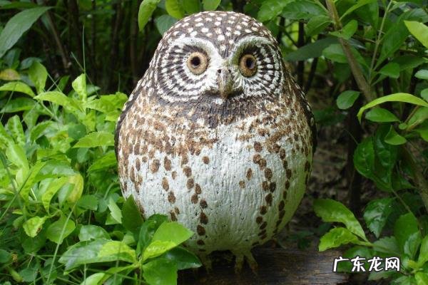 猫头鹰吃什么，有哪些特征