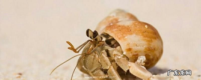 寄居蟹吃什么食物,附寄居蟹的生活习性