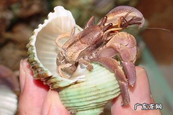 寄居蟹吃什么食物,附寄居蟹的生活习性