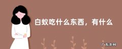 白蚁吃什么东西，有什么危害
