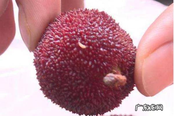 杨梅虫子可以吃吗,如何清洗