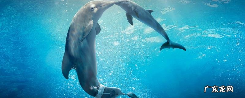 海豚是哺乳动物吗,主要分布在哪里