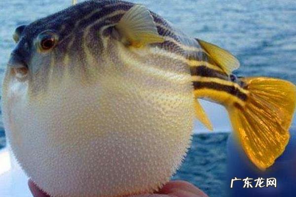 海豚是哺乳动物吗,主要分布在哪里