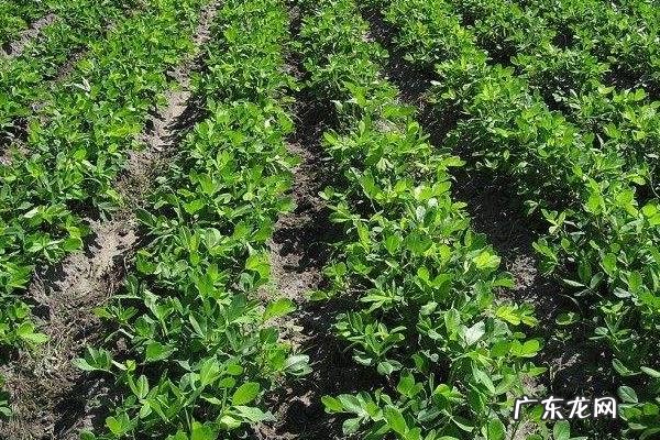 黑花生产地,附生长环境和营养价值