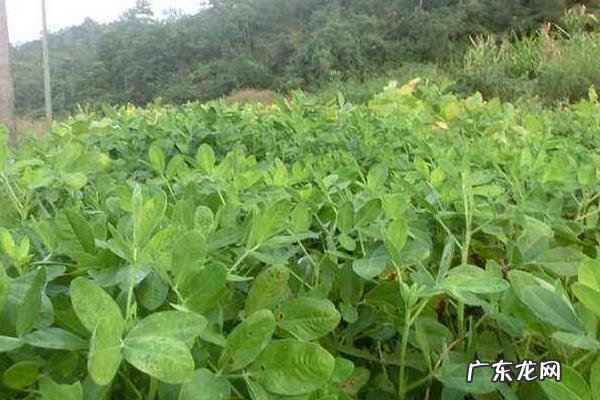 黑花生产地,附生长环境和营养价值