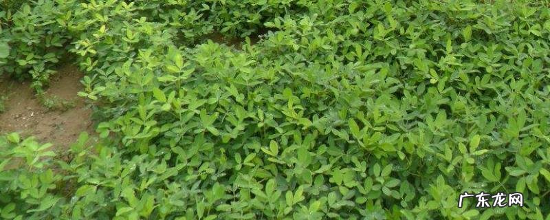 黑花生产地,附生长环境和营养价值