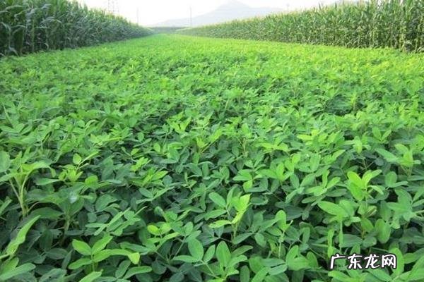 黑花生产地,附生长环境和营养价值