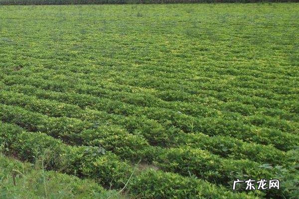 黑花生产地,附生长环境和营养价值