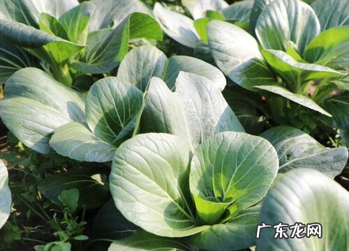 青菜是植物吗 属于草本植物