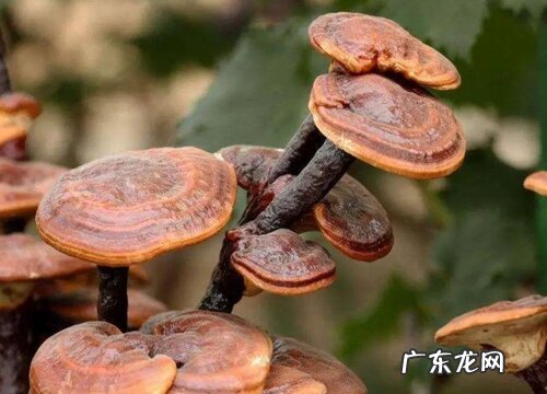 灵芝是植物吗 属于什么类植物