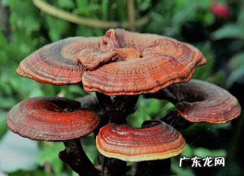 灵芝是植物吗 属于什么类植物